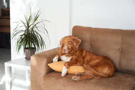 Salons pour chiens Nova Scotia Duck Tolling Retriever confortablement installés sur un coussin de canapé, incarnant la tranquillité d'un environnement familial bien aimé