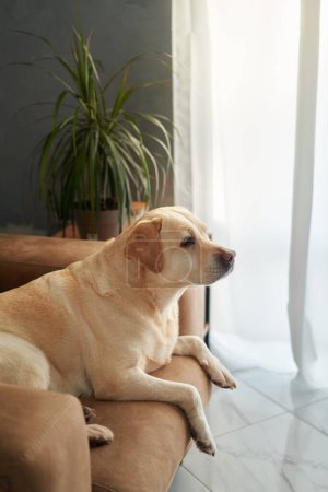 Contemplative dog on a couch, home atmosphere. A pensive yellow Labrador rests on a beige sofa, gazing out of a window in a well-lit living space