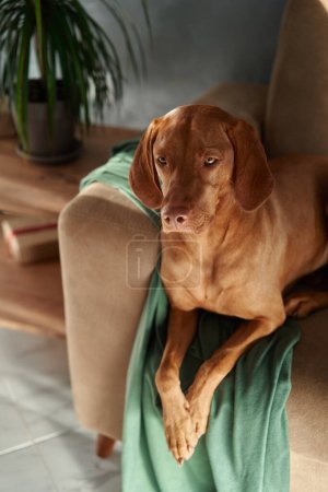 Ein Vizsla genießt ein friedliches Nickerchen, ausgestreckt auf einem Sofa, drapiert mit einer grünen Decke, in einem Raum mit weichem Tageslicht