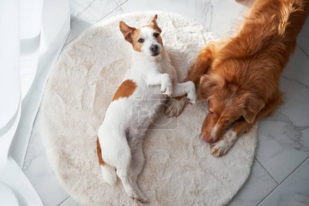 A Jack Russell Terrier and a Nova Scotia Duck Tolling Retriever dogs share a plush rug, embodying companionship with a gentle embrace