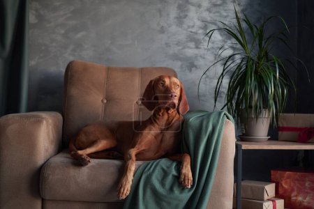 Téléchargez les photos : Un chien hongrois Vizsla se prélasse sur un canapé, partiellement drapé d'une couverture verte, respirant un sentiment de sophistication calme dans un cadre de maison moderne. - en image libre de droit