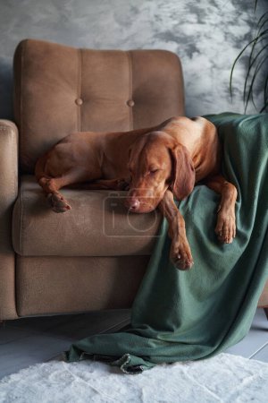 Téléchargez les photos : Un chien hongrois Vizsla se prélasse sur un canapé, partiellement drapé d'une couverture verte, respirant un sentiment de sophistication calme dans un cadre de maison moderne. - en image libre de droit