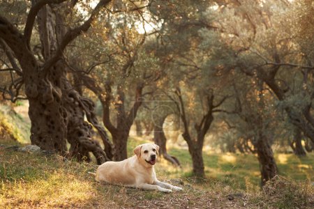 A serene Labrador Retriever dog rests in a sun-dappled olive grove. Pet in nature