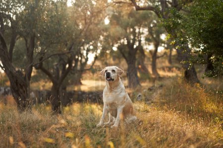 A Labrador Retriever dog pauses during a walk in a golden olive orchard at dusk