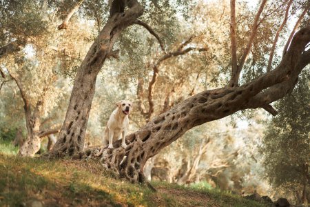 Un perro Labrador Retriever se detiene durante un paseo en un huerto de olivos dorados al atardecer