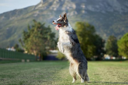 Ein Border-Collie-Hund sitzt auf seinen Hinterbeinen in einem Park, Berge schmücken den Horizont. Das freudige Auftreten und der nach oben gerichtete Blick spiegeln den Nervenkitzel des Outdoor-Abenteuers wider