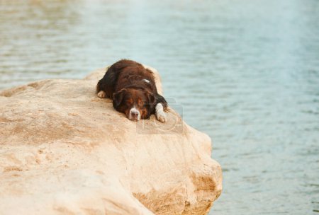 Photo for A relaxed Australian Shepherd dog lounges on a lakeside rock. The serene pup enjoys a peaceful day by tranquil waters - Royalty Free Image
