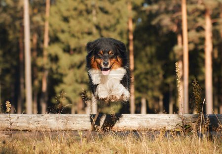 An Australian Shepherd dog hurdles over a log, captured in mid-flight with a pine forest behind it. 