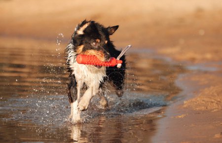 A determined Australian Shepherd dog fetches a red toy, splashing through shallow waters with focused intent. 