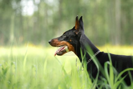 Un chien Doberman noir royal alerte avec des oreilles perchées et un sourire haletant dans un cadre extérieur serein. 
