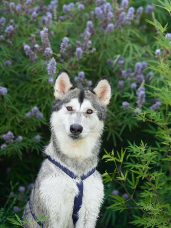 Siberian Husky dog sits attentively against a lavender bush, its striking features exuding a friendly alertness