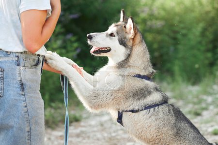 joyful Siberian Husky extends a paw to a human friend against a backdrop of soft-focus greenery, showcasing the bond between species