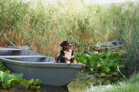 Un apasionante Entlebucher Mountain Dog disfruta de un momento sereno a bordo de un barco en medio de exuberantes nenúfares