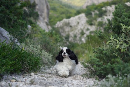 Photo for Cocker Spaniel dog lounges on a rocky hiking trail. Its distinct black and white coat contrasts with the muted greens of the landscape - Royalty Free Image