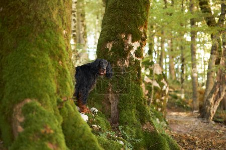 Ein aufmerksamer Gordon Setter-Hund ruht auf einem umgestürzten, bemoosten Baumstamm in einem dichten, sonnenbeschienenen Wald und verkörpert Waldwachsamkeit