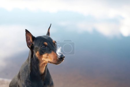 A Doberman Pinscher dog with a focused expression stands guard, a single white feather resting on its nose, against a blurred natural backdrop.