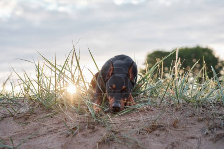 Ein ausbalancierter Standard-Pinscher-Hund lehnt sich auf einer Sanddüne und blickt in die Ferne, während die untergehende Sonne die Szene in ein sanftes Licht taucht.
