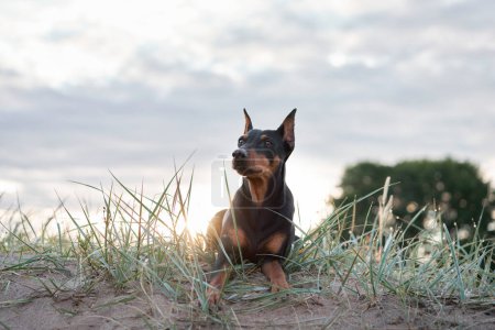 Un chien Pinscher standard se penche sur une dune sablonneuse, regardant au loin pendant que le soleil couchant baigne la scène dans une douce lueur