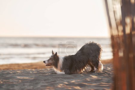 A soaked Border Collie rests on the beach, gazing seaward at sunset. The warm hues of the setting sun highlight the dogs wet fur, blending with the peaceful seascape