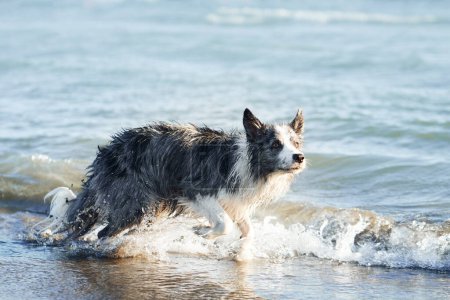 Un perro Border Collie empapado trota a través de aguas marinas poco profundas, abrigo que brilla bajo la luz del sol. La alegría de la mascota se mezcla con el entorno marino sereno, creando una imagen de alegría costera