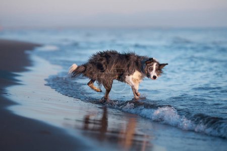 Un perro Border Collie empapado trota a través de aguas marinas poco profundas, abrigo que brilla bajo la luz del sol. La alegría de la mascota se mezcla con el entorno marino sereno, creando una imagen de alegría costera