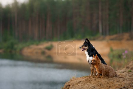Ein Border Collie und ein Australian Terrier Hunde sitzen zusammen, den Blick starr auf einen entfernten Punkt gerichtet, inmitten einer ruhigen Seekulisse