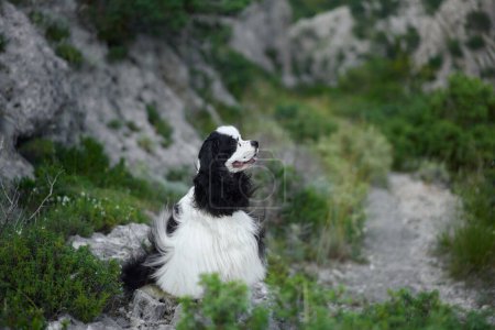 A bi-colored dog atop a mountain trail. The Spaniel looks back with windswept fur, a moment of adventure captured
