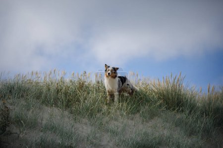 Photo for A blue merle Australian Shepherd dog stands alert in a breezy field, a blend of untamed nature and canine curiosity - Royalty Free Image