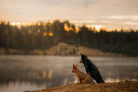A Border Collie and an Australian Terrier dogs share a tranquil moment, overlooking a dawn-kissed lake, enveloped in the quietude of nature