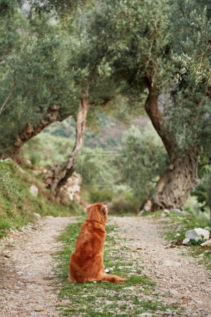 A solitary Nova Scotia Duck Tolling Retriever dog sits on a gravel path, gazing into the distance. Surrounded by olive trees, the scene captures a moment of reflection in nature.