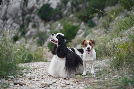 Foto de Dos perros comparten un momento en un afloramiento rocoso. Cocker Spaniel y Jack Russell Terrier exhiben compañía en la naturaleza - Imagen libre de derechos