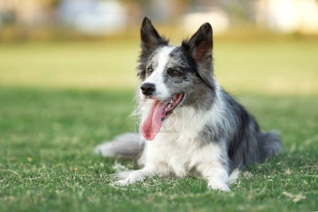 Ein entspannter Border Collie-Hund ruht auf dem Gras und blickt mit einem keuchenden Lächeln nach vorn. Die Szene ist ein heiterer Ausschnitt eines Hundetages auf der saftigen Wiese