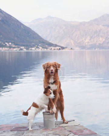 dos perros en el terraplén, Jack Russell Terrier y Nova Scotia Duck Tolling Retriever se mantiene alerta junto al lago, montañas que se extienden más allá