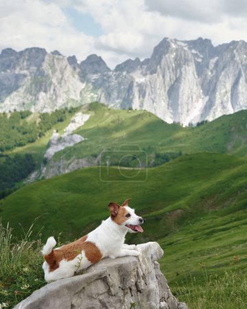 Chien reposant sur une randonnée en montagne. Un Jack Russell Terrier fait une pause sur un mur de pierre avec un paysage montagneux luxuriant en arrière-plan