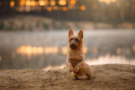 Ein aufmerksamer Australian Terrier Hund sitzt an einem sandigen Flussufer, sein Blick starrt in die Ferne unter einem nebligen Himmel
