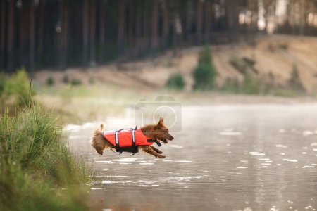An Australian Terrier, donned in an orange life jacket, is captured mid-leap into the serene waters, epitomizing both the joy of play and importance of safety