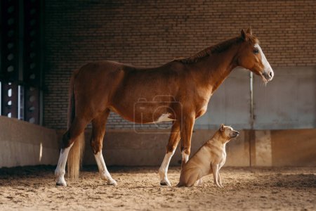 Téléchargez les photos : Un cheval et un chien Thai Ridgeback s'engagent dans un échange calme, dans une écurie baignée de lumière naturelle. Ce moment profond saisit l'essence de la connexion interspécifique - en image libre de droit