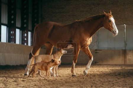 A Staffordshire Bull Terrier and a Thai Ridgeback share a moment of play under the watchful eye of a chestnut horse in an airy stable. 