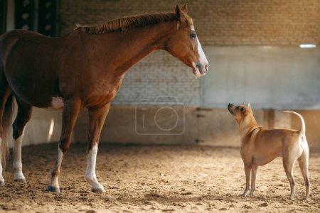 Téléchargez les photos : Un cheval et un chien Thai Ridgeback s'engagent dans un échange calme, dans une écurie baignée de lumière naturelle. Ce moment profond saisit l'essence de la connexion interspécifique - en image libre de droit