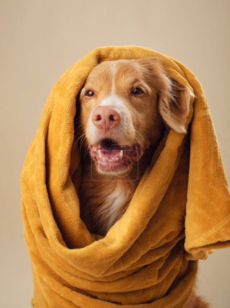 perro Envuelto en una toalla, un Pato Nueva Escocia Tolling Retriever parece hablar, cándido y cálido en una sesión de estudio
