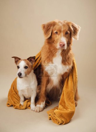 Photo for Canine duo under a mustard towel, A charming Jack Russell and a serene Nova Scotia Duck Tolling Retriever dogs share a snug moment - Royalty Free Image