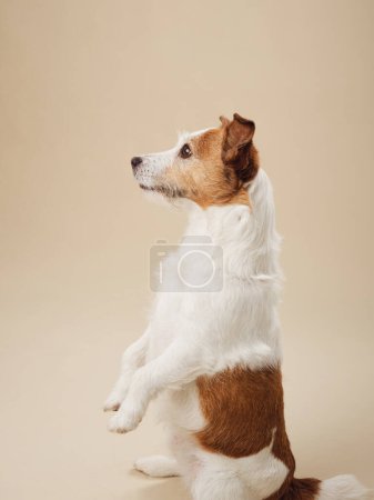 Entrenado Jack Russell Terrier perro realizando una mendicidad, Elegancia en simplicidad contra un suave lienzo beige