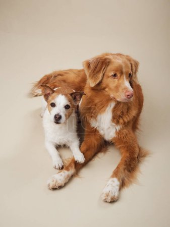 Photo for A Jack Russell and a Nova Scotia Duck Tolling Retriever dog sit together, Warm and cozy canine companions in a studio setting - Royalty Free Image