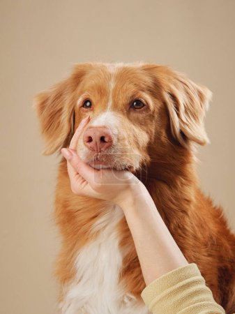 Photo for Tender moment between human and a Nova Scotia Duck Tolling Retriever dog, Gentle affection showcased against a warm beige tone - Royalty Free Image