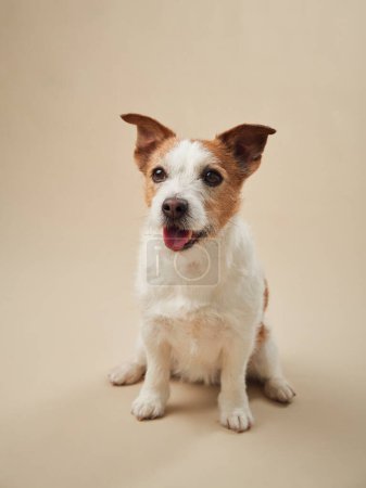 Téléchargez les photos : Jack Russell Terrier chien souriant sur un fond beige, position joyeuse et attentive capturée dans la lumière du studio neutre - en image libre de droit