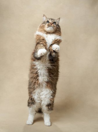 Photo for An energetic tabby cat stands tall, reaching upwards with focused intent. Pet in studio - Royalty Free Image