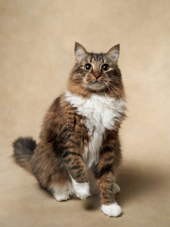 Photo for An energetic tabby cat stands tall, reaching upwards with focused intent. Pet in studio - Royalty Free Image