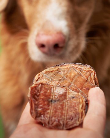 Photo for A close-up captures a pet intense focus on a treat held in a persons hand, highlighting its desire - Royalty Free Image