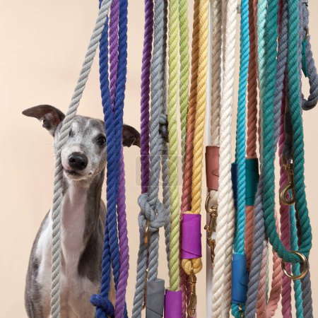 Photo for A curious Greyhound dog peeks through colorful leashes. Pet in studio - Royalty Free Image