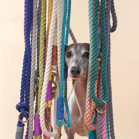 Foto de Un curioso perro galgo mira a través de coloridas correas. Mascotas en estudio - Imagen libre de derechos